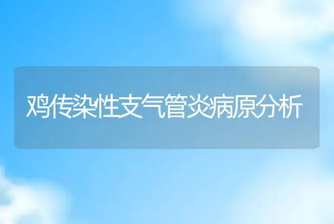 鸡传染性支气管炎病原分析 | 兽医知识大全