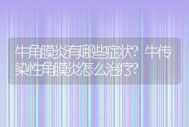 牛角膜炎有哪些症状?牛传染性角膜炎怎么治疗? | 兽医知识大全