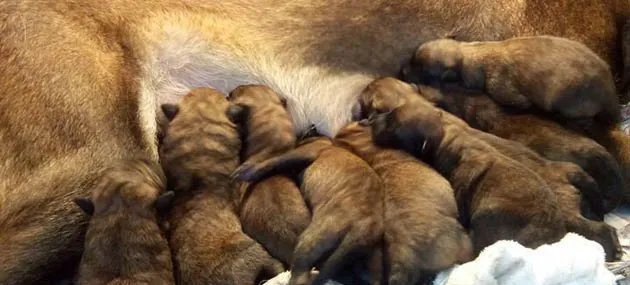 比利时玛利诺犬好养吗?比利时玛利诺犬图片|价格|训练 | 宠物狗选购技巧