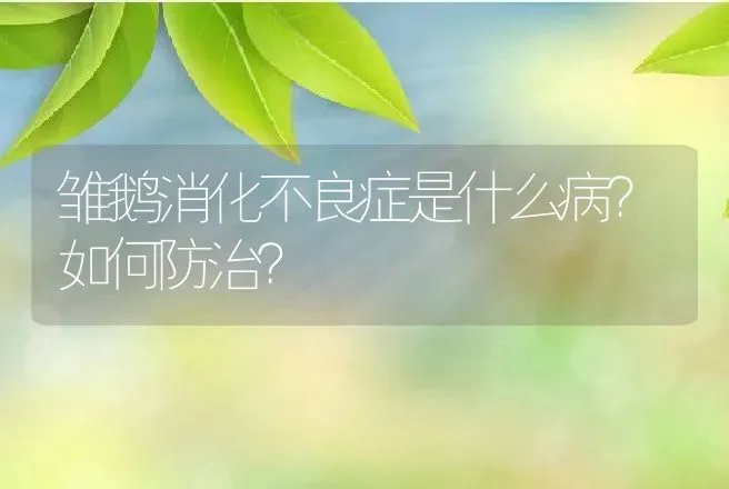 雏鹅消化不良症是什么病？如何防治？ | 兽医知识大全