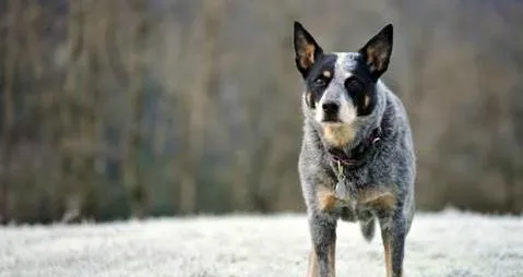 法斗怎么训练战斗力?法斗犬训练技巧! | 宠物狗饲养