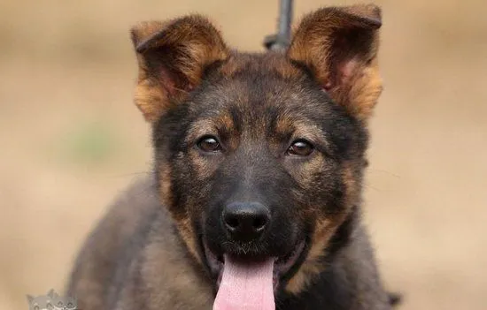 昆明犬吃什么狗粮好 昆明犬狗粮选择推荐 | 宠物病虫害防治