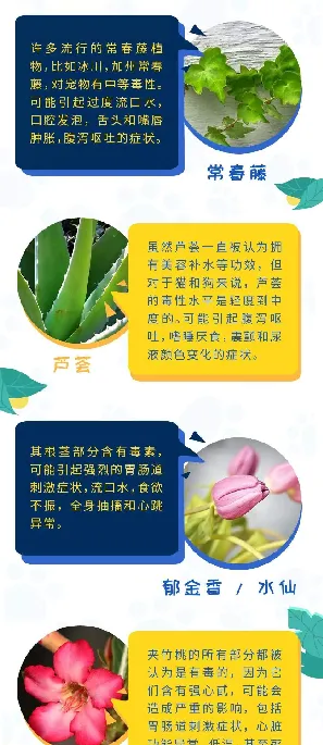 这些常见植物对你的宠物有毒，别放在家里！ | 宠物猫病虫害防治