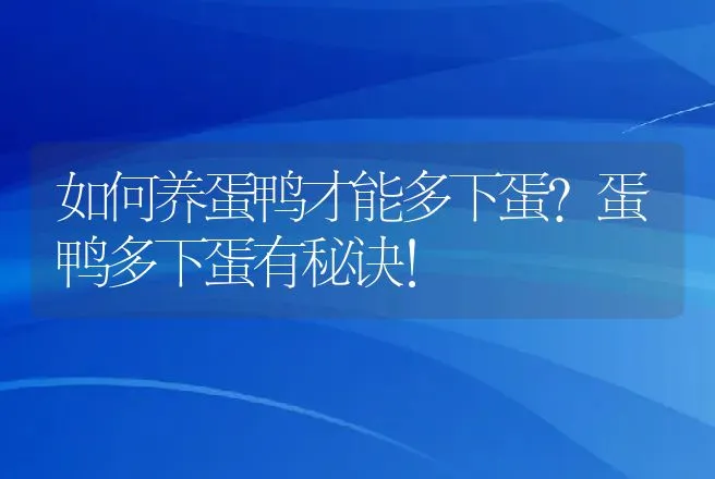 如何养蛋鸭才能多下蛋？蛋鸭多下蛋有秘诀！ | 家禽养殖