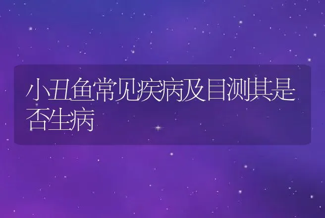 小丑鱼常见疾病及目测其是否生病 | 动物养殖