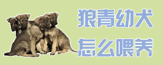 狼青幼犬怎么喂养 | 宠物病虫害防治