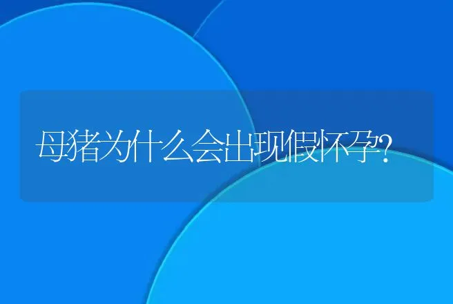 母猪为什么会出现假怀孕？ | 兽医知识大全