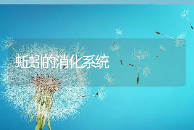 蚯蚓的消化系统 | 动物养殖