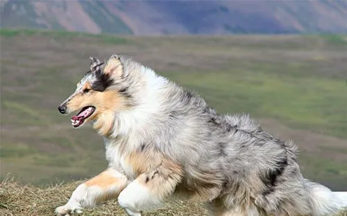 苏格兰牧羊犬的来历介绍 | 宠物牧羊犬饲养