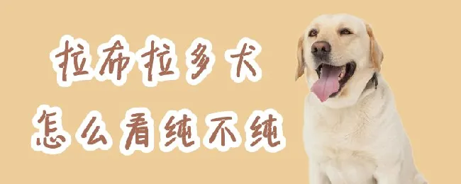 拉布拉多犬怎么看纯不纯 | 养宠入门知识