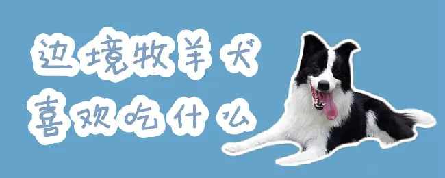 边境牧羊犬喜欢吃什么 | 宠物病虫害防治