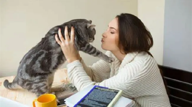 疫情期间别对猫咪做这件事，猫易无症状感染新冠病毒 | 宠物训练技巧