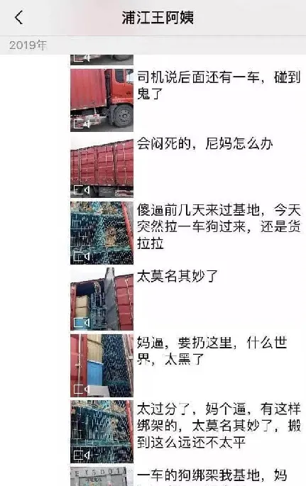 宠物店倒闭上百只猫狗被遗弃救助站... | 宠物新闻资讯