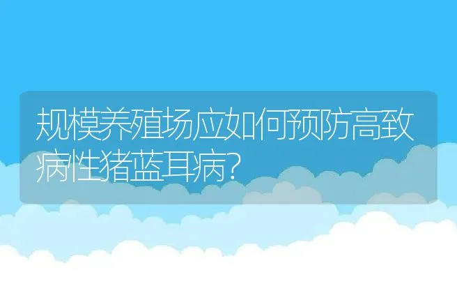 规模养殖场应如何预防高致病性猪蓝耳病？ | 动物养殖