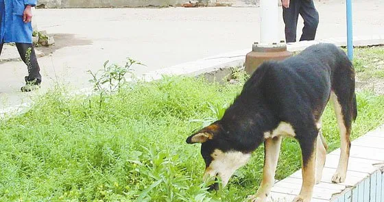 狗狗户外玩耍须注意的植物 | 宠物狗病虫害防治