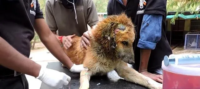 路边等死的狗狗遇到他后，命运发生了翻天覆地的变化！ | 宠物新闻资讯