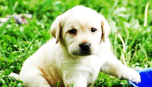 断奶后的幼犬应该喂多少口粮？ | 宠物病虫害防治