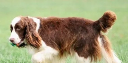 选购时观察英国史宾格犬外貌特点和步态 | 宠物狗选购技巧