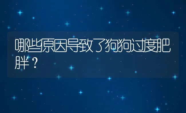 哪些原因导致了狗狗过度肥胖？ | 宠物猫