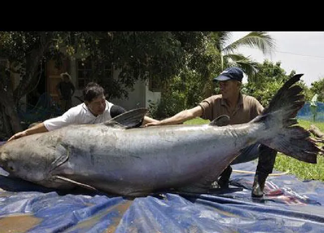 世界上最巨型的生物都在这里了，最后那头猪是亮点 | 宠物新闻资讯