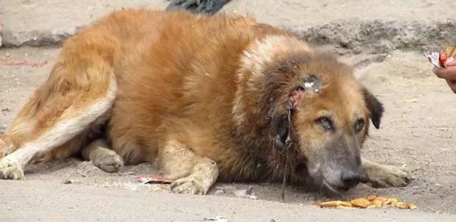 路边等死的狗狗遇到他后，命运发生了翻天覆地的变化！ | 宠物新闻资讯