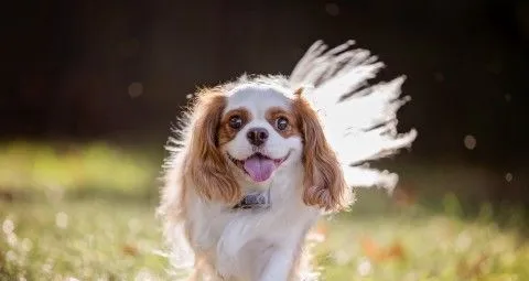 查理士王小猎犬训练 采用严厉训斥的方式训练 | 宠物训练技巧