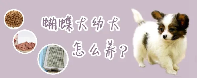 蝴蝶犬幼犬怎么养 | 宠物病虫害防治