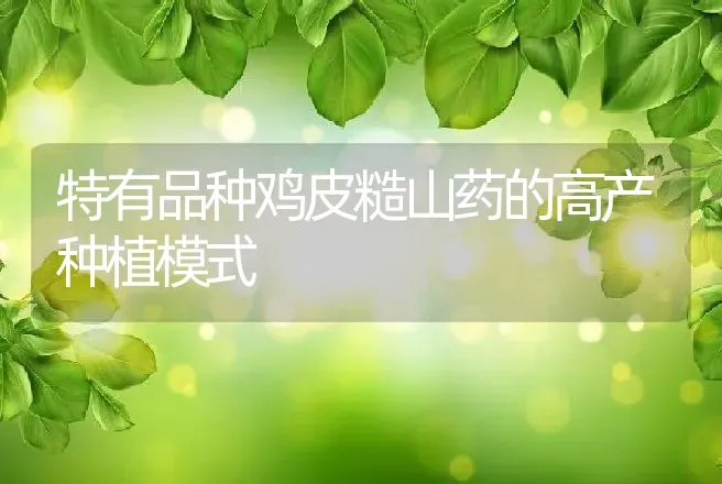 特有品种鸡皮糙山药的高产种植模式 | 动物养殖