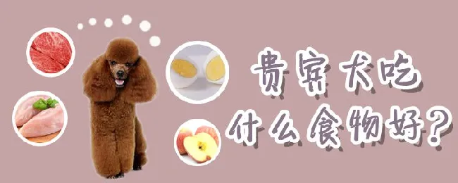 贵宾犬吃什么食物好 | 宠物病虫害防治