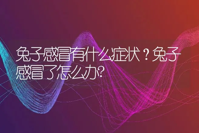 兔子感冒有什么症状？兔子感冒了怎么办? | 兽医知识大全