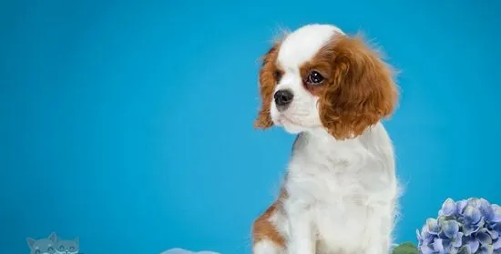 怎么给西班牙小猎犬洗澡 西班牙小猎犬洗澡注意事项 | 宠物病虫害防治