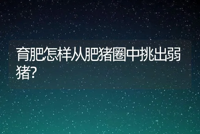 育肥怎样从肥猪圈中挑出弱猪？ | 家畜养殖