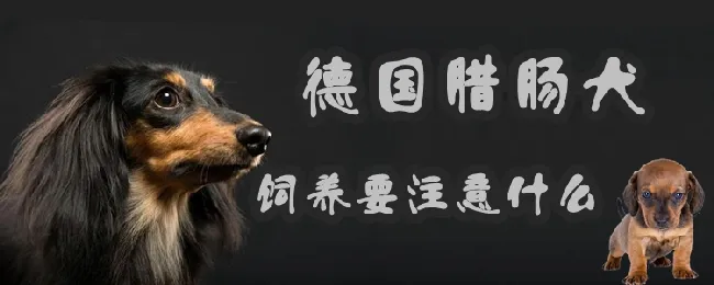 德国腊肠犬饲养要注意什么 | 宠物病虫害防治