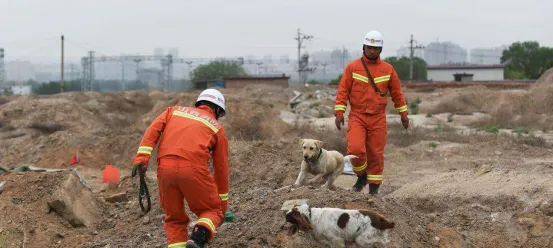 四川茂县山体垮塌事件中的搜救犬是什么品种？ | 宠物新闻资讯