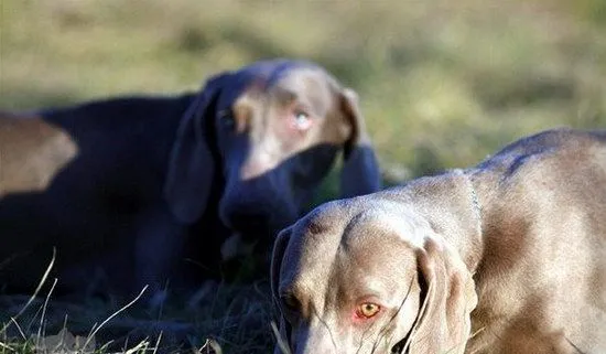 威玛猎犬怎么修剪指甲 威玛猎犬剪指甲方法 | 宠物病虫害防治