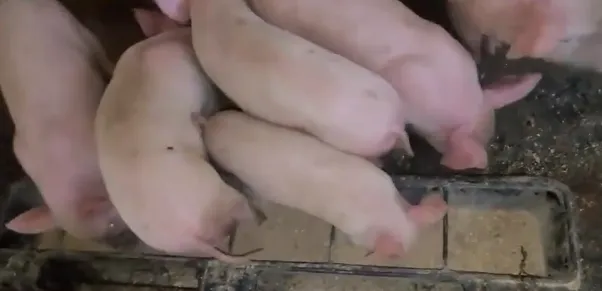 猪得了支原体肺炎打什么针?猪支原体肺炎能自愈吗? | 养殖病虫害科普