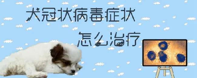 犬冠状病毒症状怎么治疗 | 宠物病虫害防治