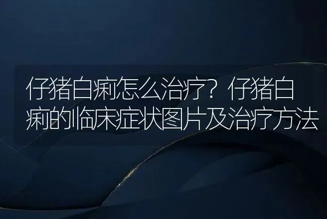 仔猪白痢怎么治疗？仔猪白痢的临床症状图片及治疗方法 | 兽医知识大全