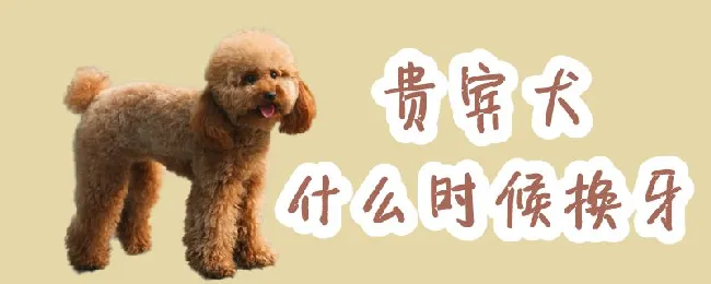 贵宾犬什么时候换牙 | 宠物病虫害防治