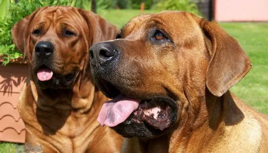 日本土佐犬吃什么狗粮好 日本土佐犬狗粮选择推荐 | 宠物病虫害防治