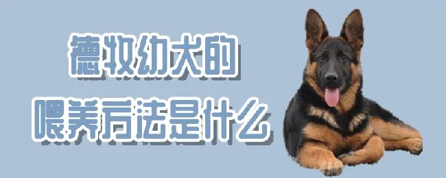 德牧幼犬的喂养方法是什么 | 宠物病虫害防治