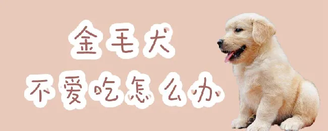 金毛犬不爱吃怎么办 | 宠物病虫害防治