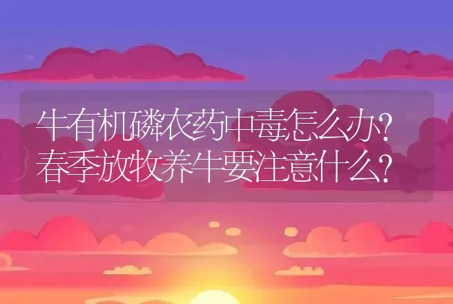 牛有机磷农药中毒怎么办？春季放牧养牛要注意什么? | 兽医知识大全