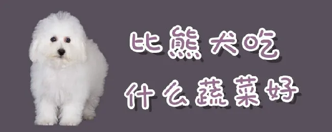 比熊犬吃什么蔬菜好 | 宠物病虫害防治