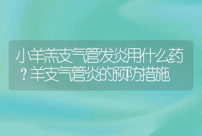 小羊羔支气管发炎用什么药？羊支气管炎的预防措施 | 兽医知识大全