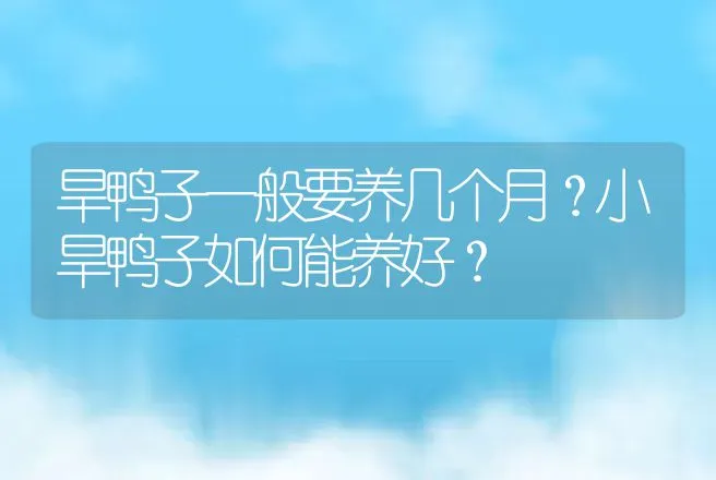 旱鸭子一般要养几个月？小旱鸭子如何能养好？ | 家禽养殖