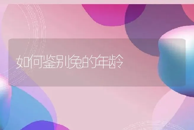 如何鉴别兔的年龄 | 动物养殖