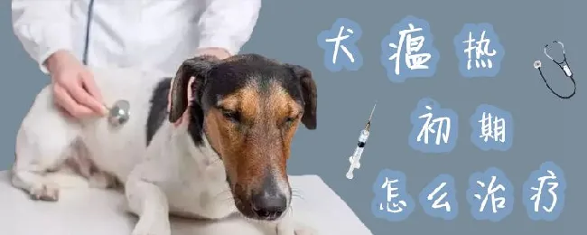 犬瘟热初期怎么治疗 | 宠物病虫害防治