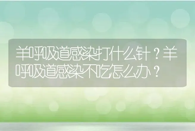 羊呼吸道感染打什么针？羊呼吸道感染不吃怎么办？ | 兽医知识大全