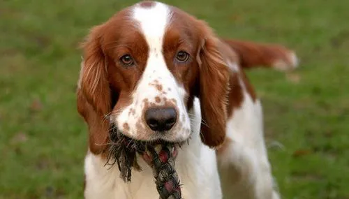 如何训练史宾格犬 需要先建立一个良好的关系 | 宠物训练技巧